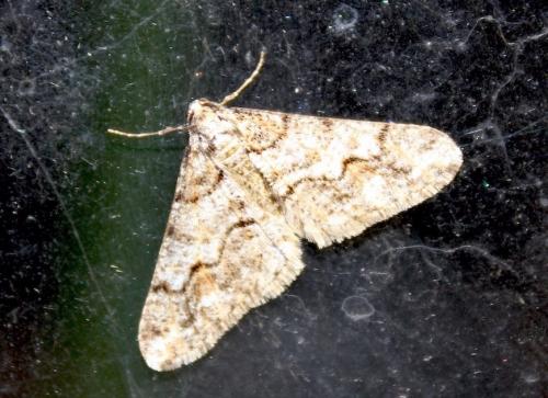 Agriopis leucophaearia